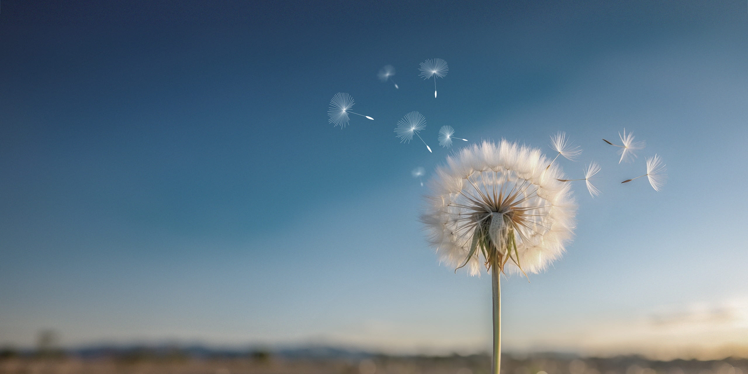 Symbolbild einer Pusteblume in warmem Licht während der Goldenen Stunde. Einige Samen beginnen nach rechts wegzufliegen. Einige illustrierte Samen, die die von CSR verwendeten digitalen Werkzeuge darstellen, fliegen nach links weg.